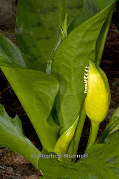 lysichiton americanum 5 graphic